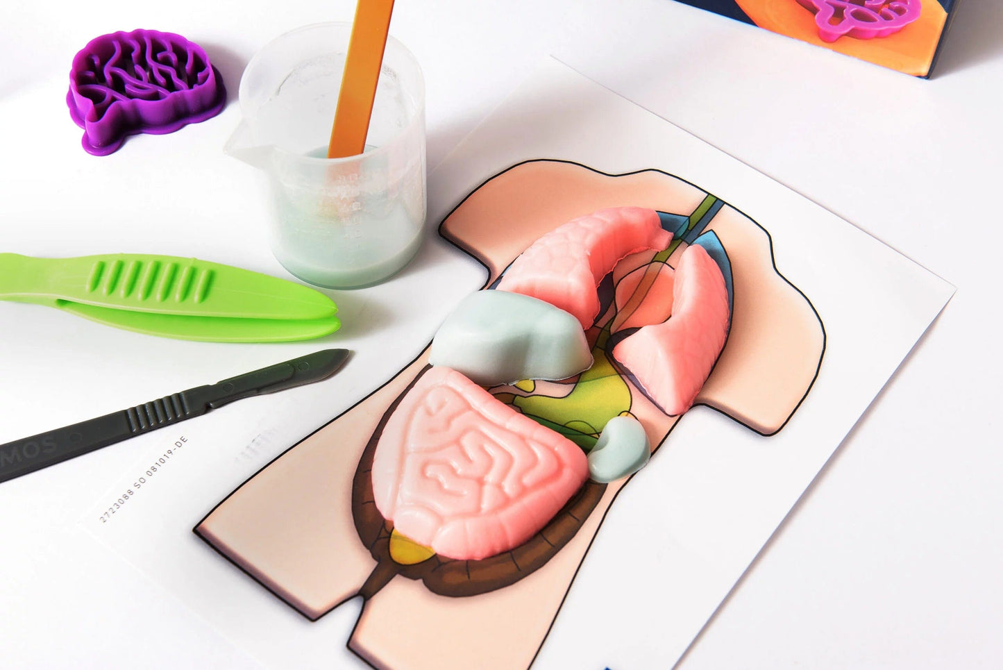 Brain Games LV Gross Anatomy