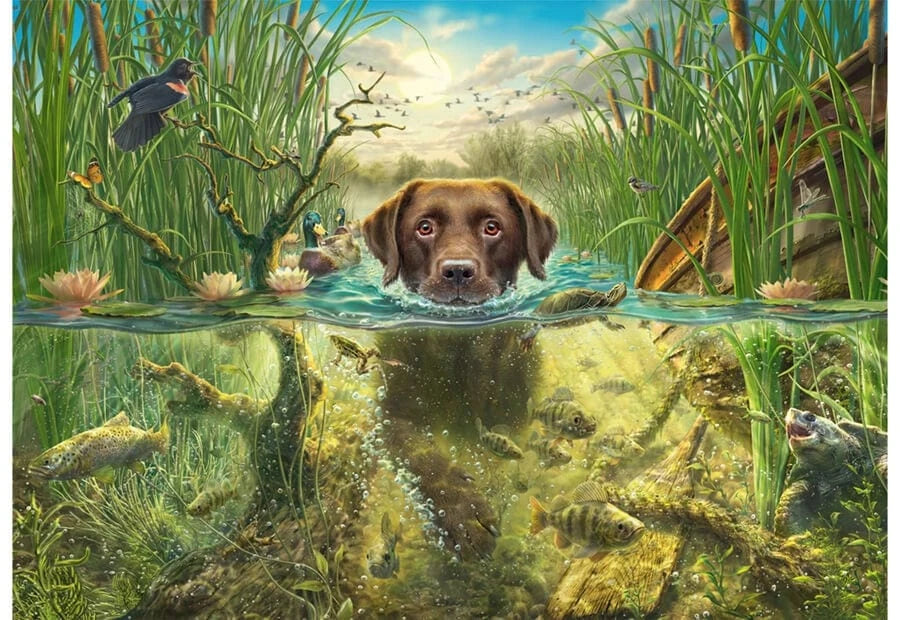 Brain Games LV Chocolate Labrador takes a cool dip