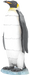 Emperor Penguin