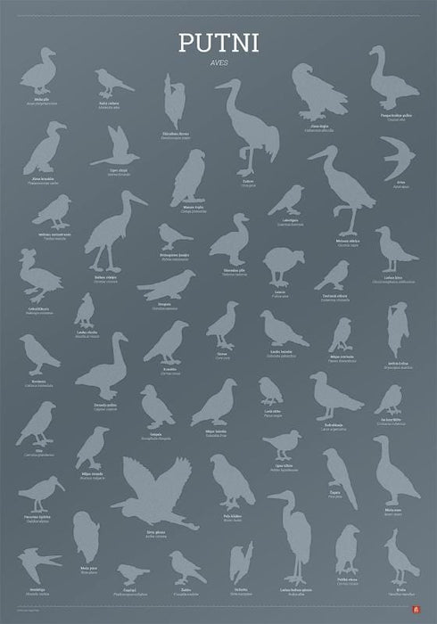 Brain Games LV Kasāmplakāts Putni