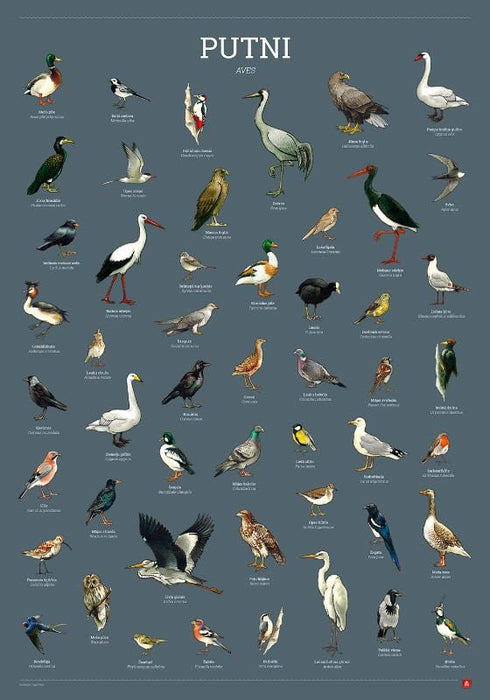 Brain Games LV Kasāmplakāts Putni