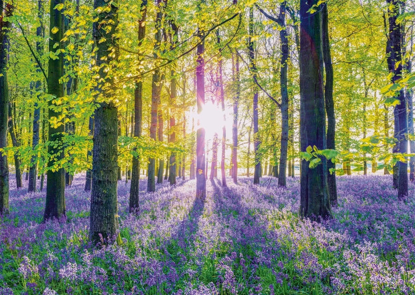 n/a n/a Puzle - Transquil bluebell woods