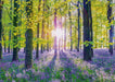 n/a n/a Puzle - Transquil bluebell woods