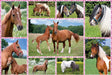Brain Games LV Puzles Puzle 150 - Beautiful Horses