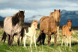 Brain Games LV Puzles Puzle 200 - Family of Horses