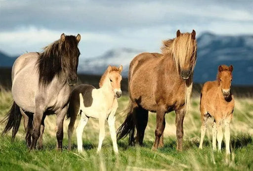Brain Games LV Puzles Puzle 200 - Family of Horses